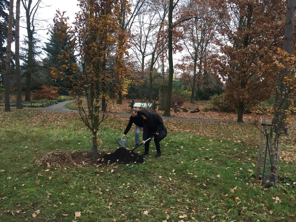 Pravnučka Tomáše Garrigua Masaryka Charlotta Kotíková zasadila v Botanické zahradě v Troji dub věnovaný prezidentovi a jeho dětem Alici a Janovi.