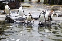 Jak neuklouznout na ledě? Odborníci radí: Choďte jako tučňák!