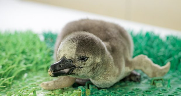 V Zoo Praha se vylíhlo mládě tučňáka Humboldtova. (březen 2023)
