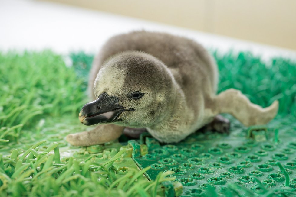 V Zoo Praha se vylíhlo mládě tučňáka Humboldtova. (březen 2023)