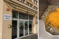 Obří nákaza salmonelou ve škole: Kuchařka popsala závadné vaření i skladování!