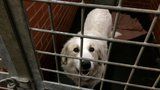 Útulek v Troji na Silvestra praská ve švech: Svážejí se tam zaběhnutí psi