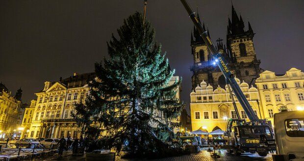 Na Staroměstském náměstí vztyčili vánoční strom.