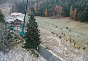 Cutting down the Christmas tree for Prague (November 20, 2022).