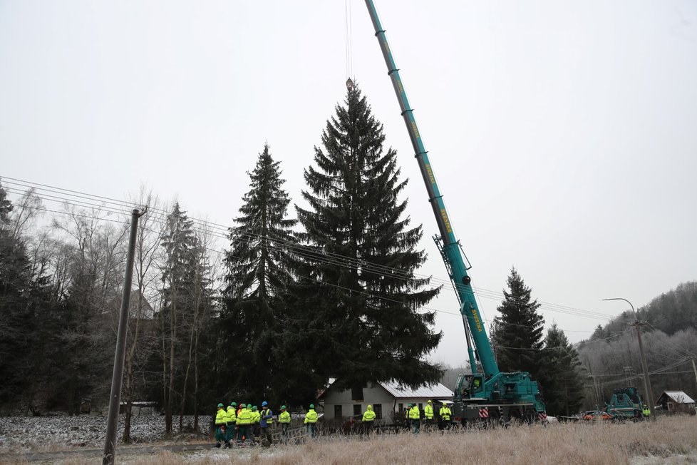 Kácení vánočního stromu pro Prahu, 20. listopadu 2022.