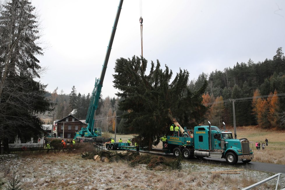 Kácení vánočních stromů pro Prahu, 20. listopadu 2022.