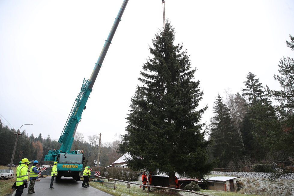 Kácení vánočních stromů pro Prahu, 20. listopadu 2022.