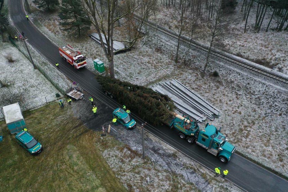 Kácení vánočních stromů pro Prahu. (20. listopadu 2022)
