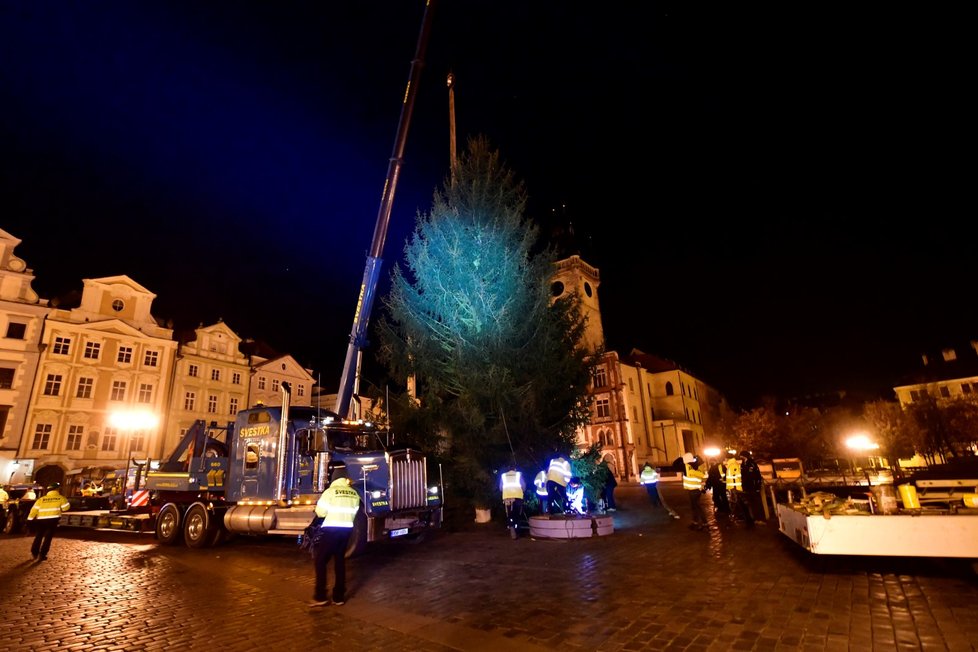 Vánoční strom na Staroměstském náměstí se vztyčil v úterý 24. listopadu 2020.