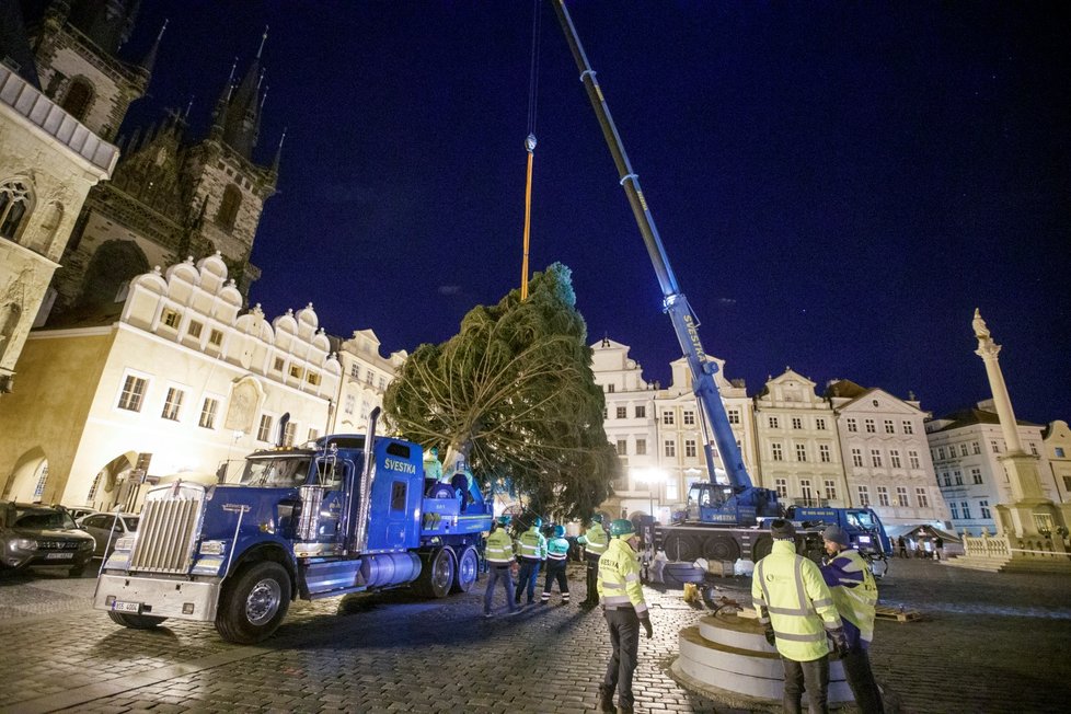 Vánoční strom pro Prahu dorazil v noci na 22. listopadu 2021 do centra Prahy, pracovníci THMP ho následně vztyčili.