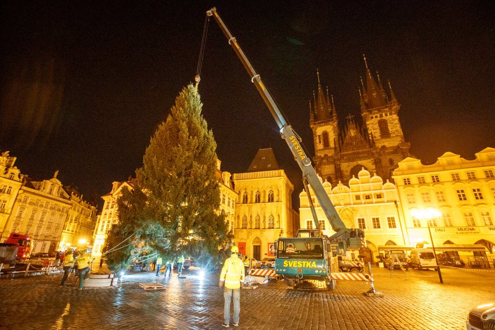 Vánoční strom pro Prahu dorazil v noci na 22. listopadu 2021 do centra Prahy, pracovníci THMP ho následně vztyčili.