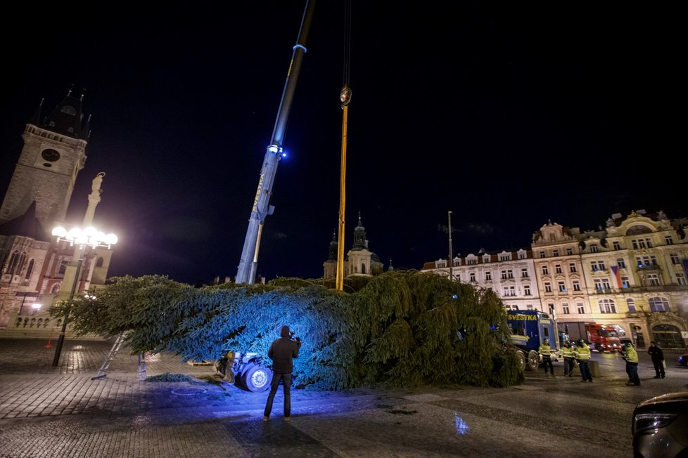 Vánoční strom pro Prahu dorazil v noci na 22. listopadu 2021 do centra Prahy, pracovníci THMP ho následně vztyčili.