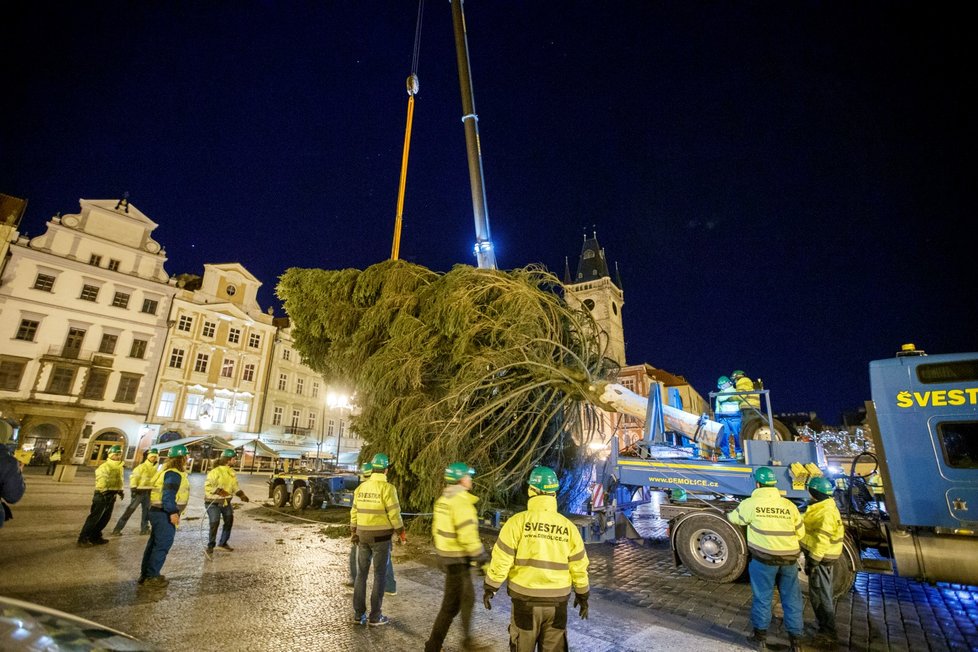 Vánoční strom pro Prahu dorazil v noci na 22. listopadu 2021 do centra Prahy, pracovníci THMP ho následně vztyčili.