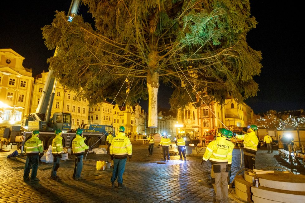 Vánoční strom pro Prahu dorazil v noci na 22. listopadu 2021 do centra Prahy, pracovníci THMP ho následně vztyčili.