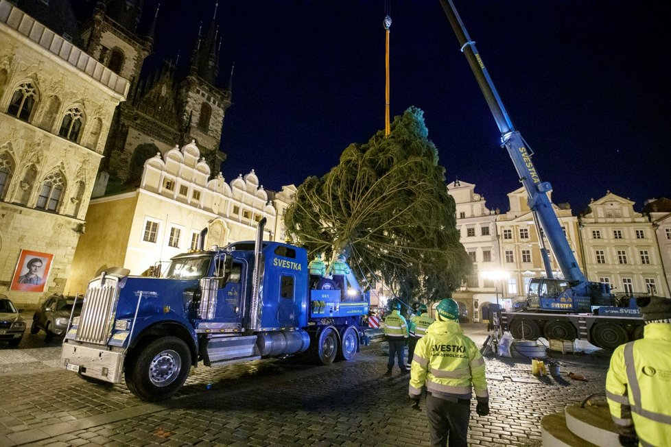 Vánoční strom pro Prahu dorazil v noci na 22. listopadu 2021 do centra Prahy, pracovníci THMP ho následně vztyčili.