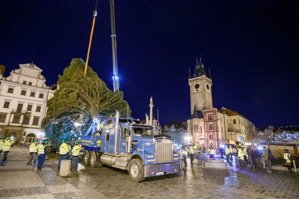 Vánoční strom pro Prahu dorazil v noci na 22. listopadu 2021 do centra Prahy, pracovníci THMP ho následně vztyčili.