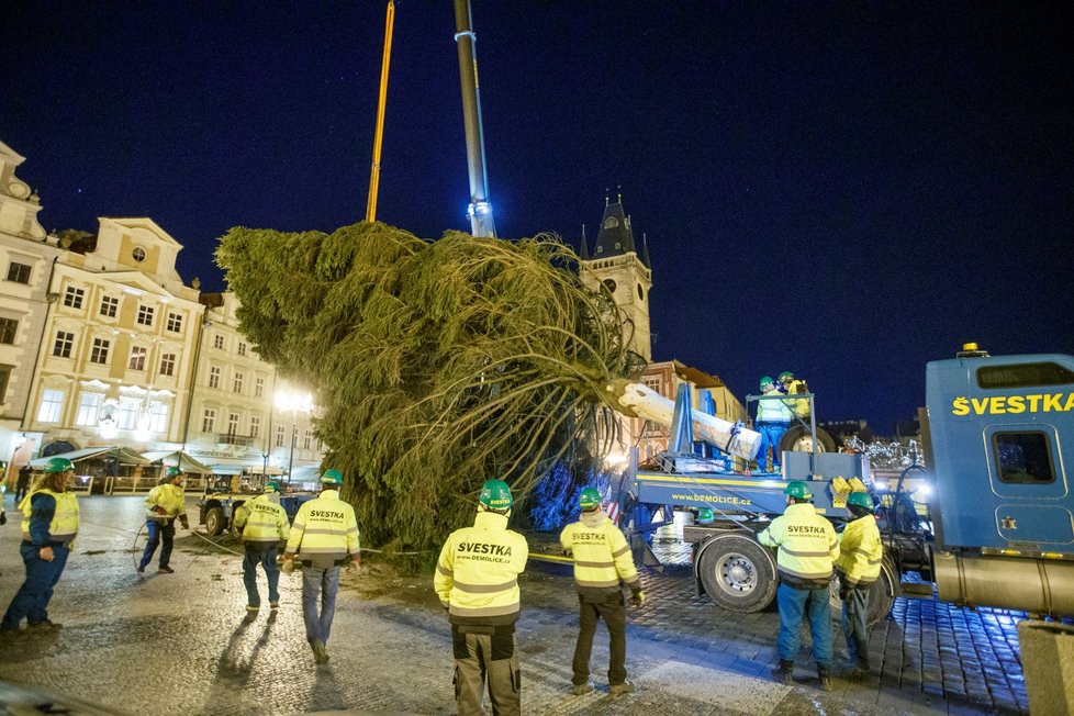 Vánoční strom pro Prahu dorazil v noci na 22. listopadu 2021 do centra Prahy, pracovníci THMP ho následně vztyčili.