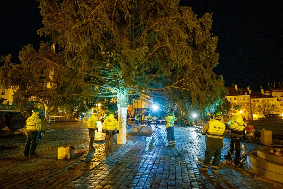 Vánoční strom pro Prahu dorazil v noci na 22. listopadu 2021 do centra Prahy, pracovníci THMP ho následně vztyčili.