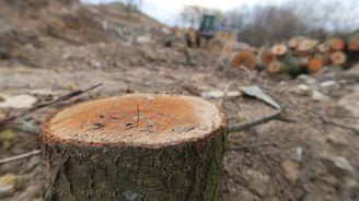 Znič spisovatele, zachraň strom. Aktivisté přišli s novou kampaní na záchranu lesů