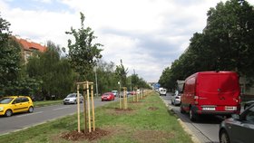 Výsadba dřevin v Patočkově ulici