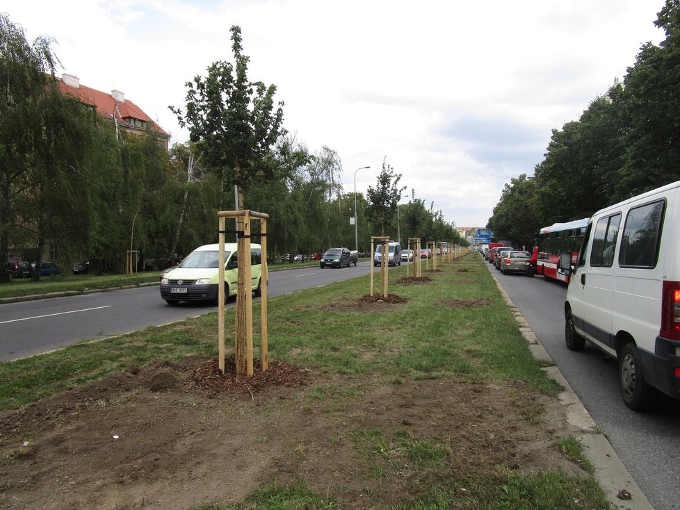 Výsadba dřevin v Patočkově ulici