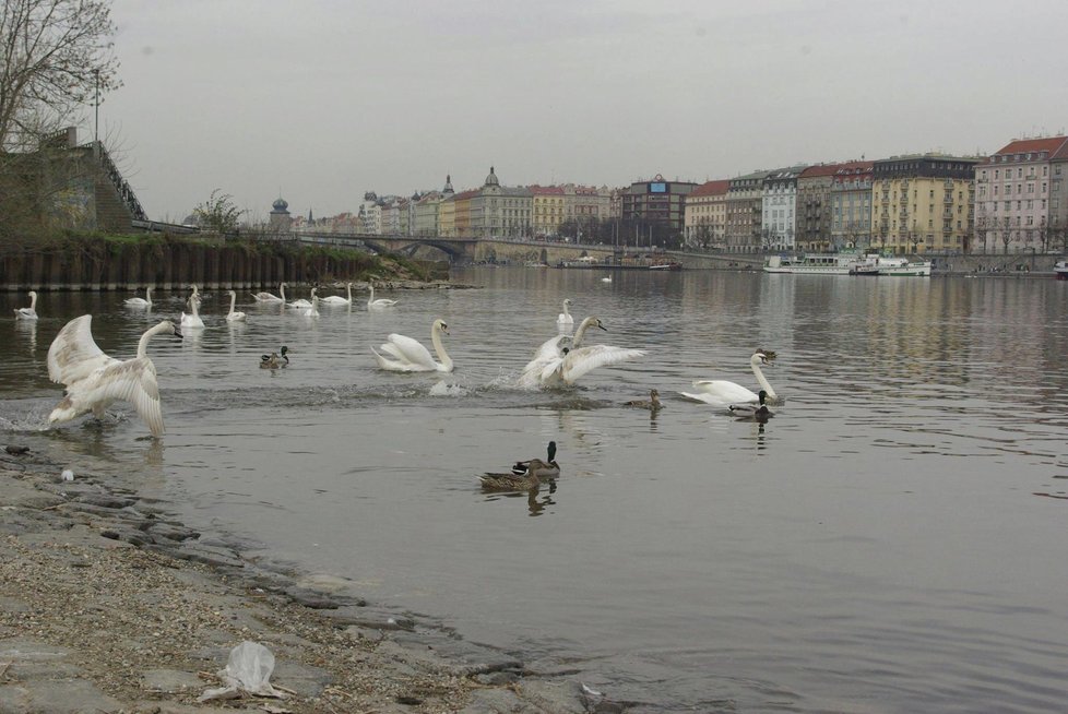 Nekrmte labutě vánočkou. Zabijete je tím, varuje odborník.