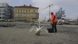 Milé setkání po 3 letech. Zvířecí záchranáři pomohli labuťákovi v nouzi