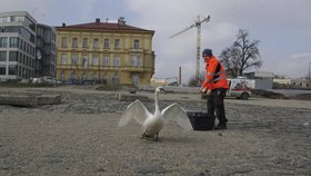 Spokojená labuť při vypouštění do svého prostředí