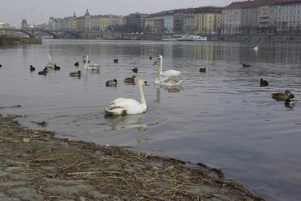 Pražské ptactvo obecně nejvíce trpí na ohňostroje. (ilustrační foto)