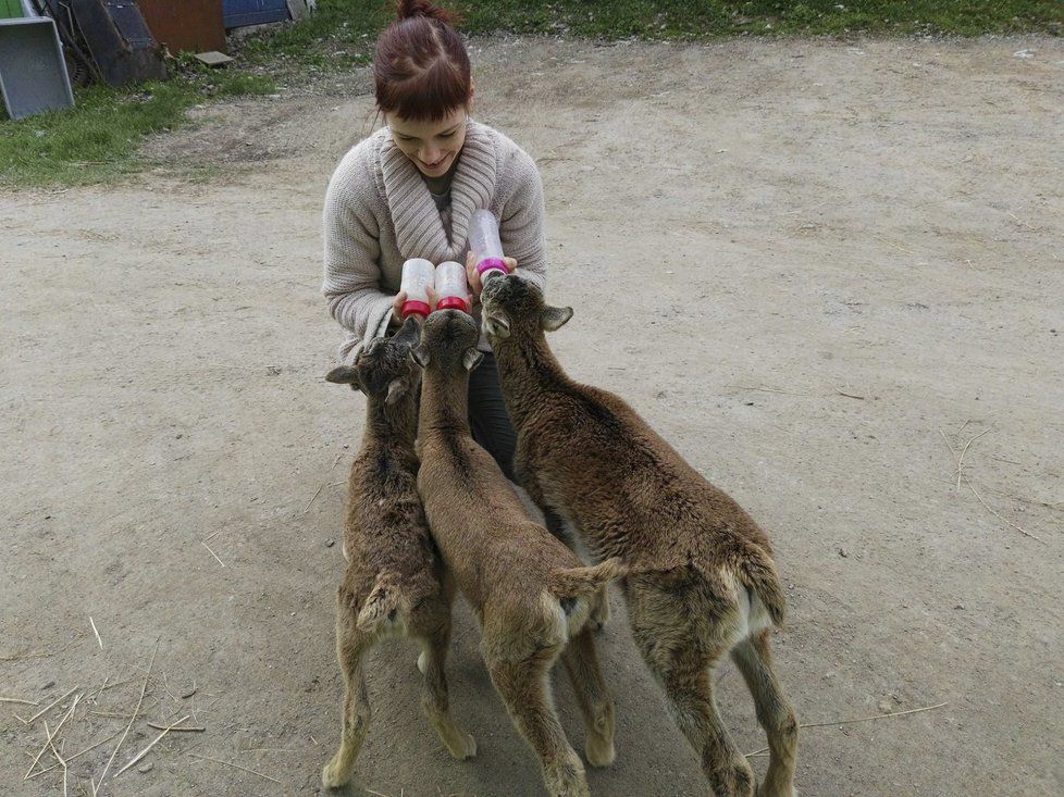 Muflončata rostou jako z vody