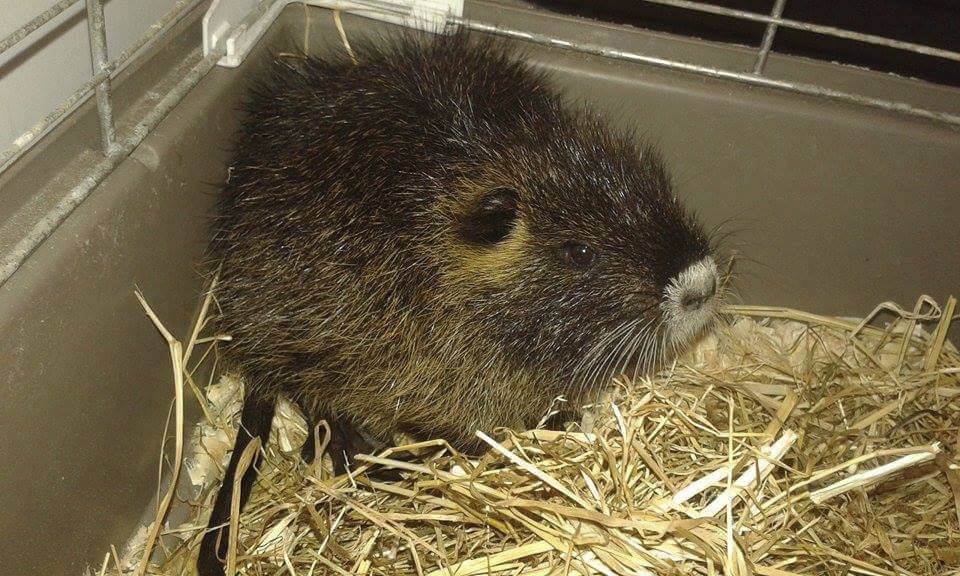 Mládě nutrie bylo nalezeno prochladlé v dešti, nyní je už ale v pořádku