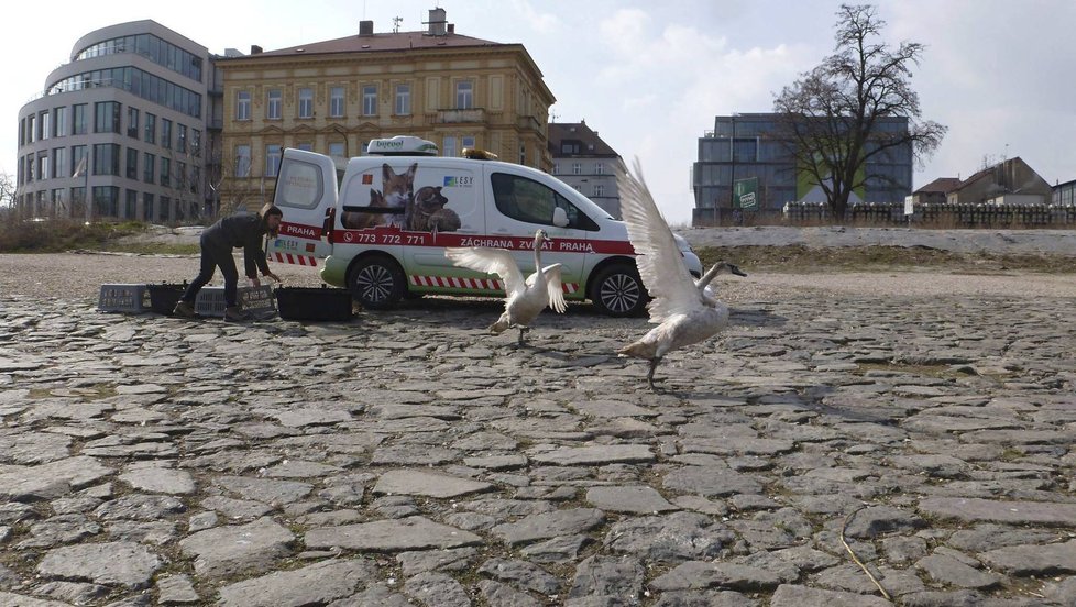 Záchranná stanice pro volně žijící živočichy bude mít letos v Praze pravděpodobně rekordní rok.