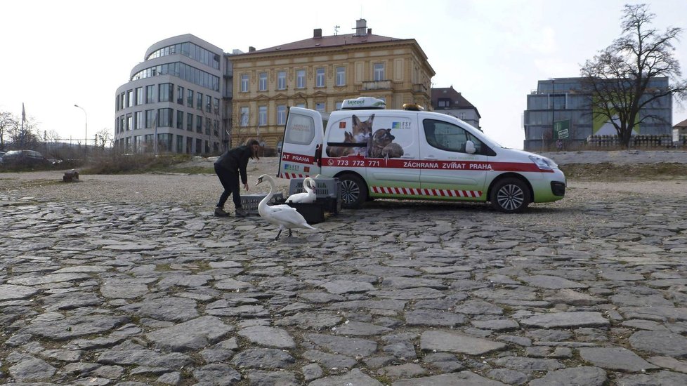 Záchranná stanice pro volně žijící živočichy bude mít letos v Praze pravděpodobně rekordní rok.