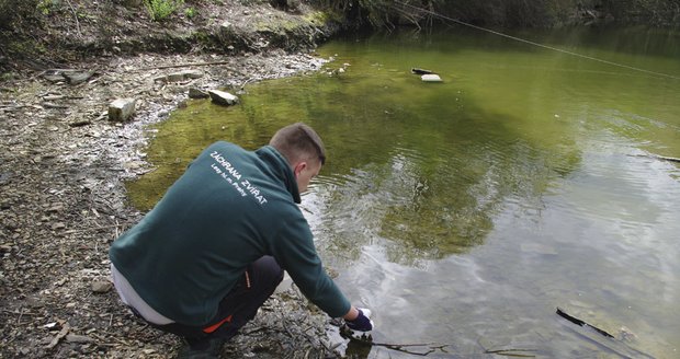 Záchranná stanice pomáhala žábám po celé Praze při jejich migraci.