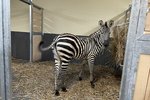 Do Zoo Chleby přijela v listopadu 2023 historicky první zebra. 