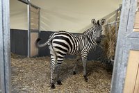 Pruhovaná radost v Zoo Chleby: Přijela historicky první zebra Dory! Zahrada plánuje stádo