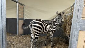 Pruhovaná radost v Zoo Chleby: Přijela historicky první zebra Dory! Zahrada plánuje stádo