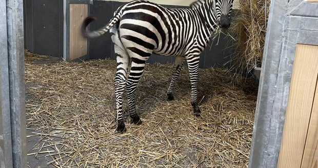 Do Zoo Chleby přijela v listopadu 2023 historicky první zebra.
