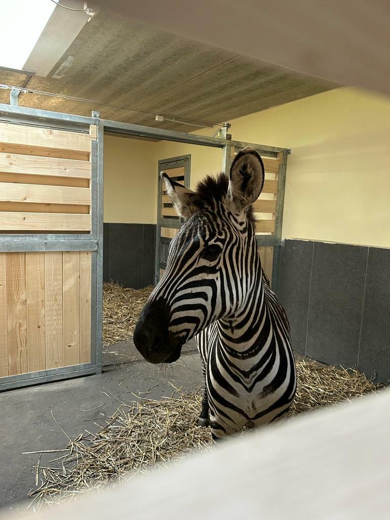 Do Zoo Chleby přijela v listopadu 2023 historicky první zebra.