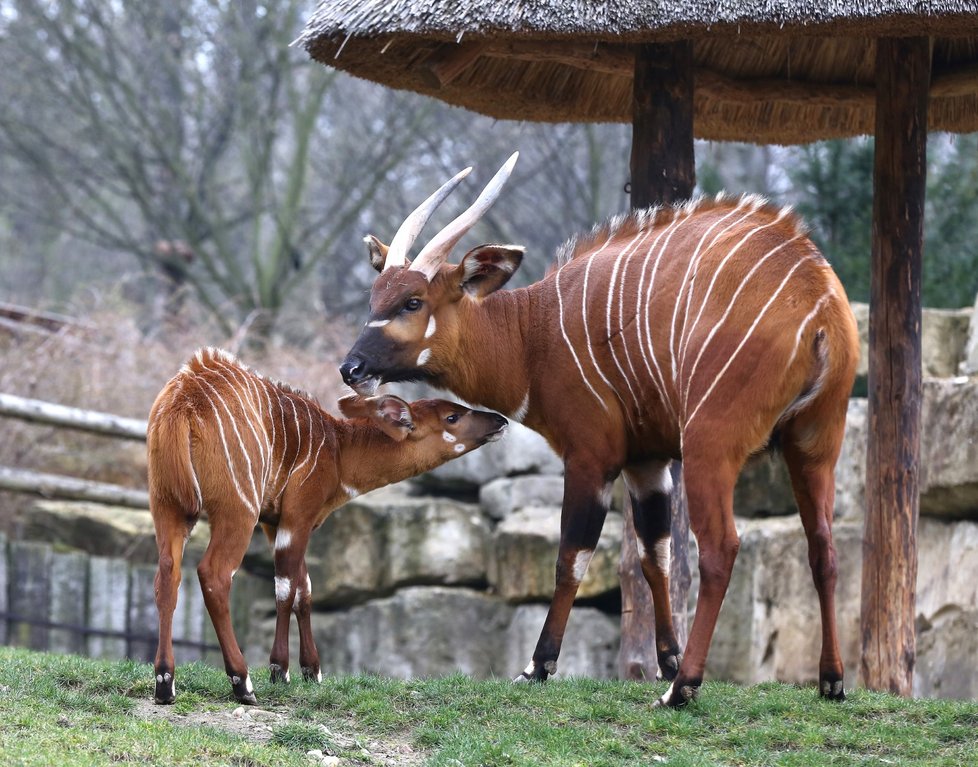 Antilopy bongo v Zoo Praha.