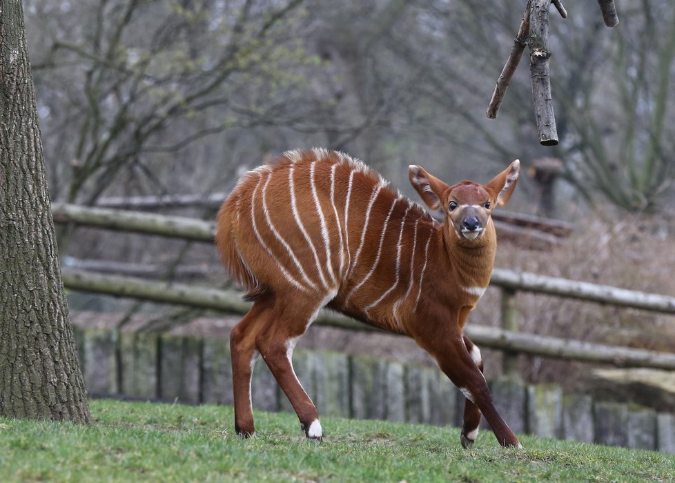 Antilopy bongo v Zoo Praha.