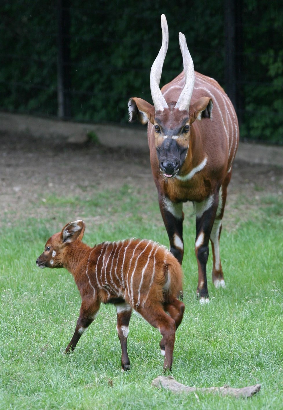 Antilopy bongo v Zoo Praha.