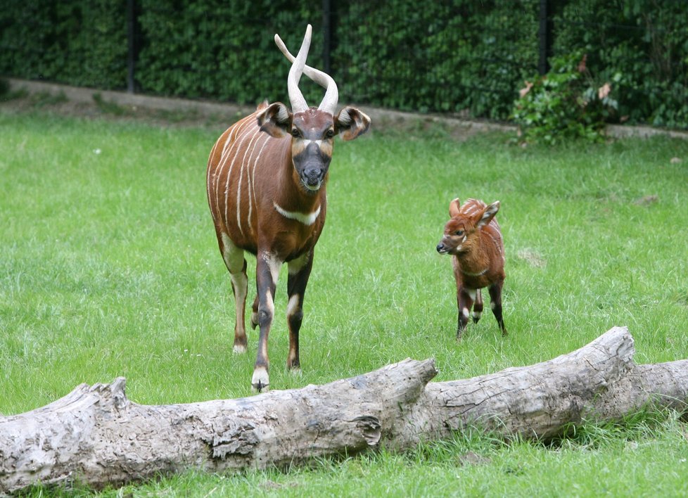 Antilopy bongo v Zoo Praha.