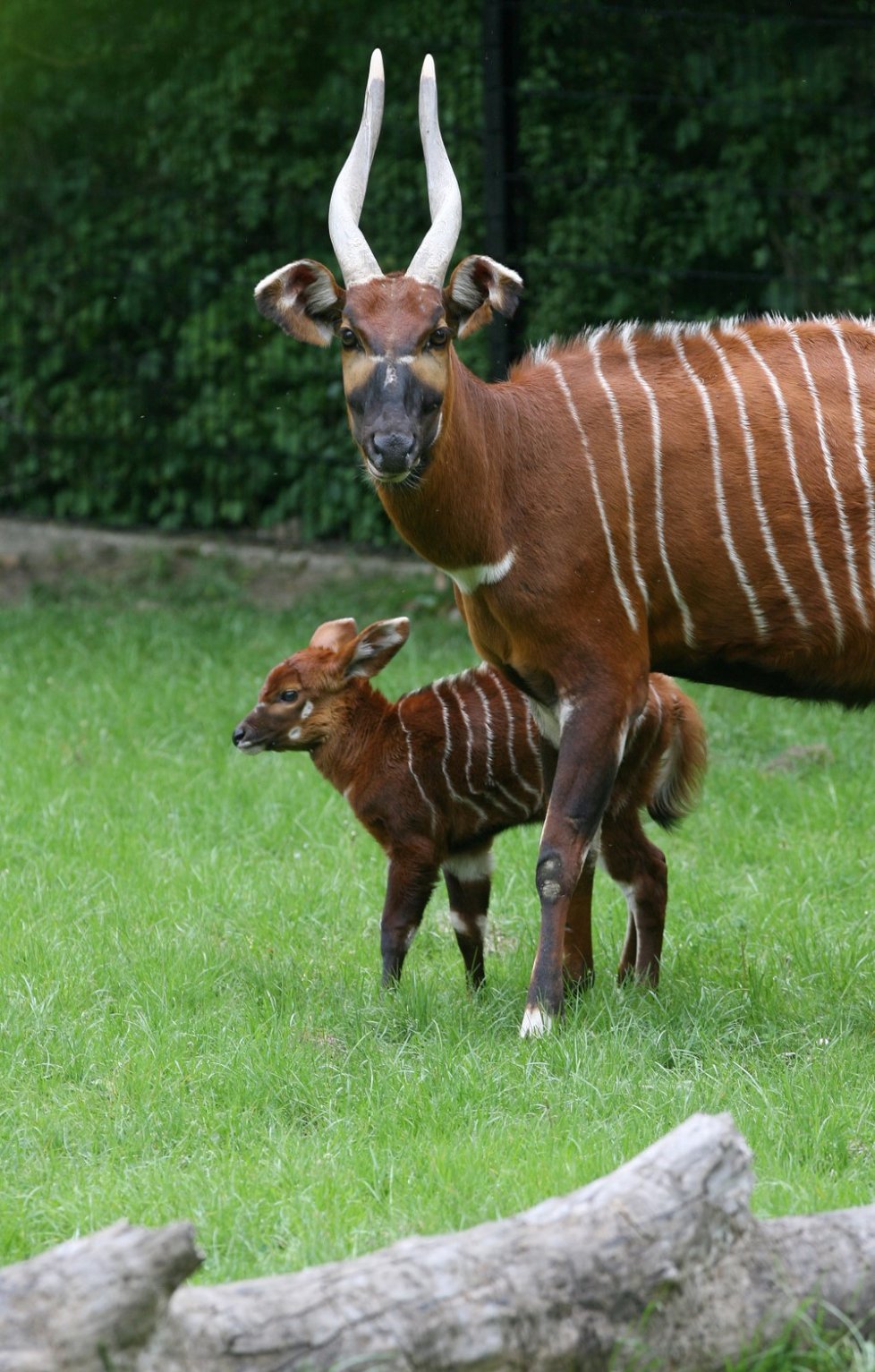 Antilopy bongo v Zoo Praha.