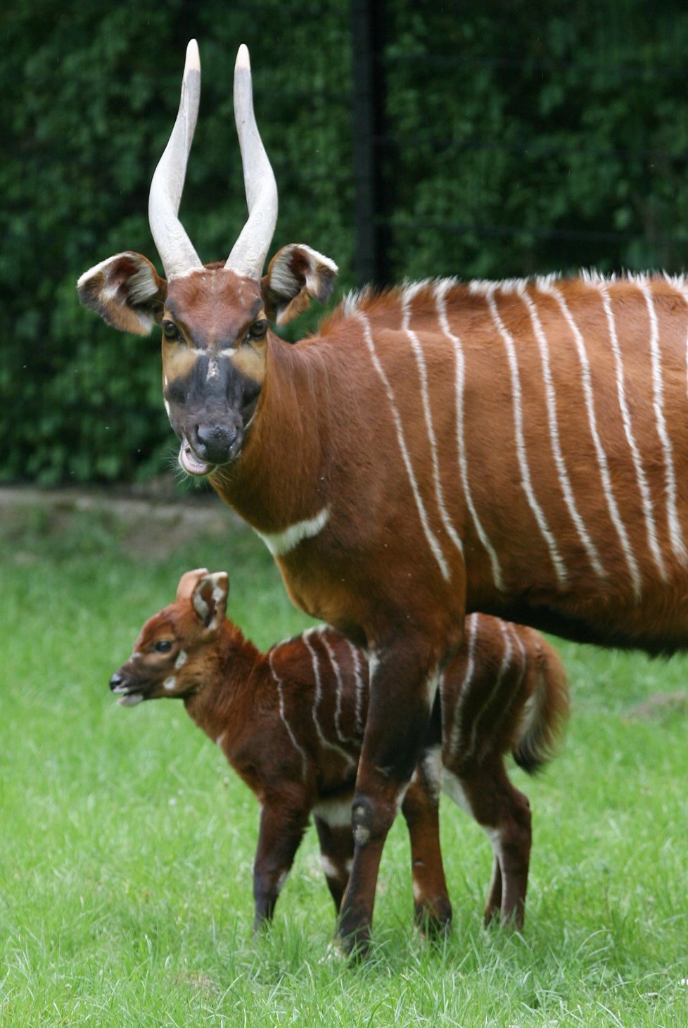 Antilopy bongo v Zoo Praha.