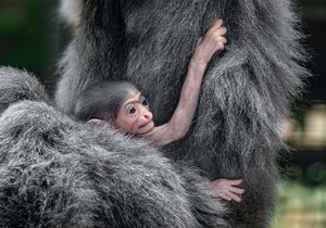 V Zoo Praha se v noci na 20. listopadu 2021 narodilo mládě gibona stříbrného.