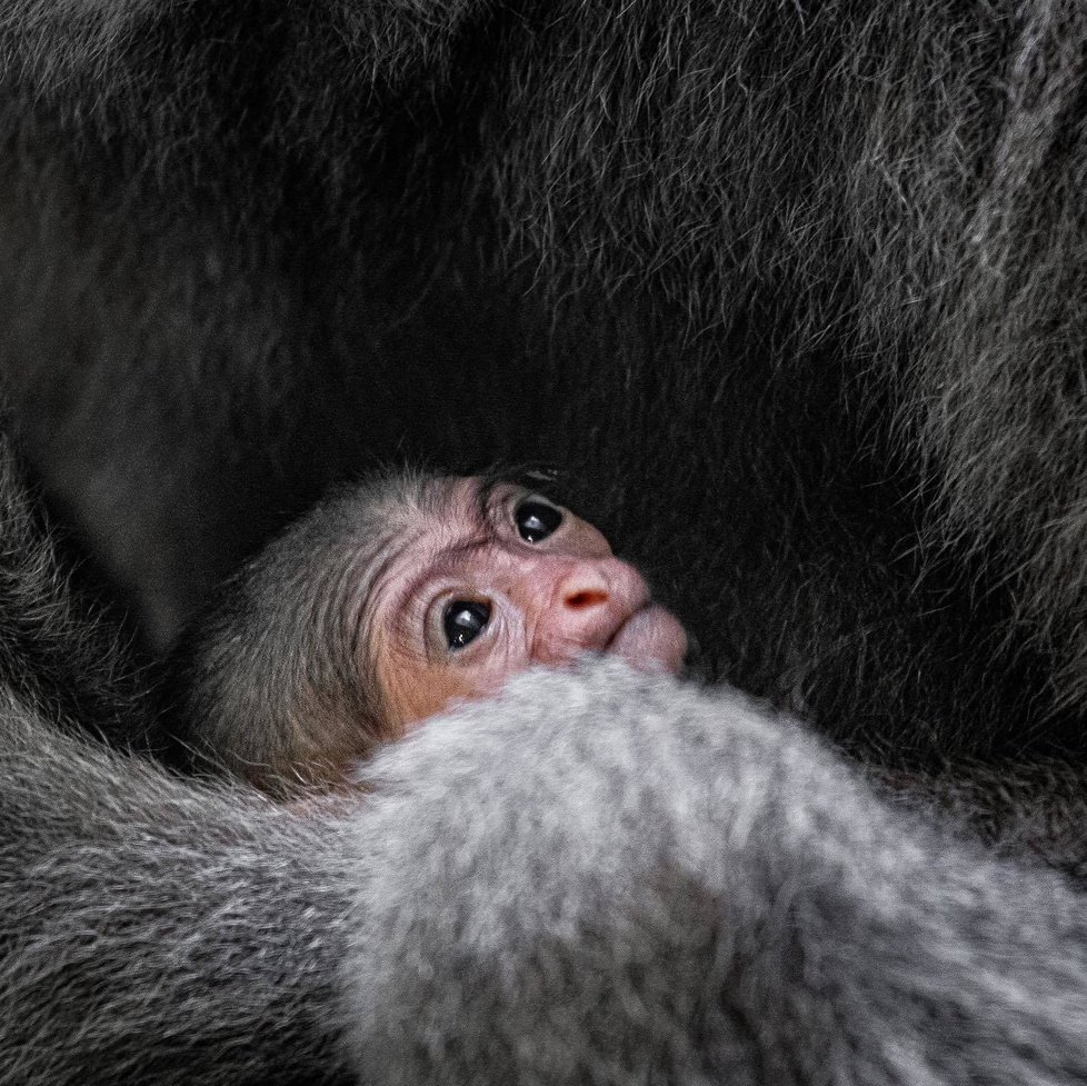 V Zoo Praha se v noci na 20. listopadu 2021 narodilo mládě gibona stříbrného.