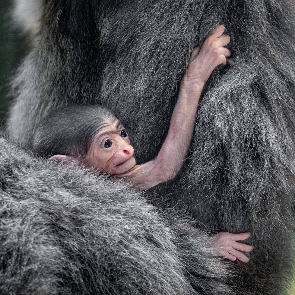 V Zoo Praha se v noci na 20. listopadu 2021 narodilo mládě gibona stříbrného.