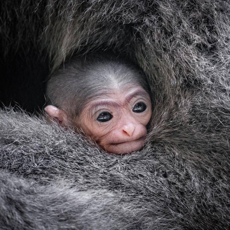 V Zoo Praha se v noci na 20. listopadu 2021 narodilo mládě gibona stříbrného.