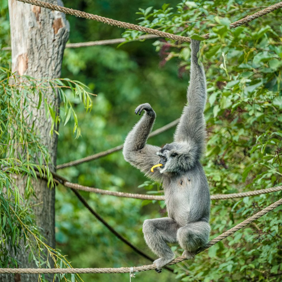 V Zoo Praha se v noci na 20. listopadu 2021 narodilo mládě gibona stříbrného.